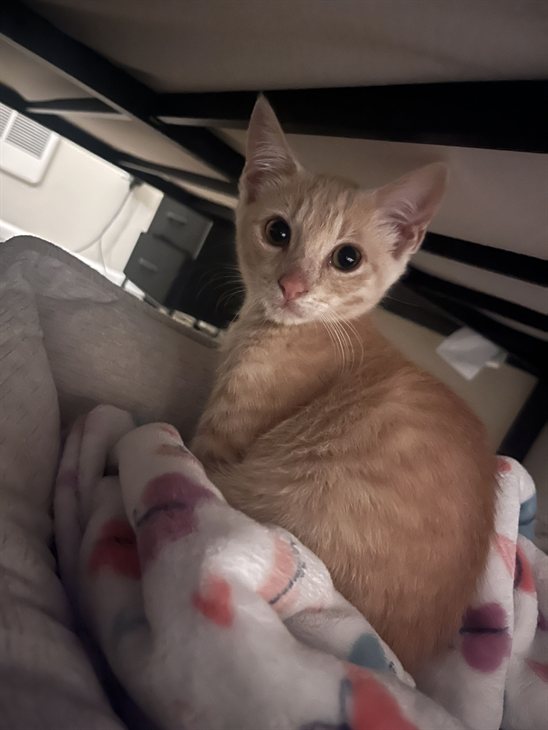 Simba