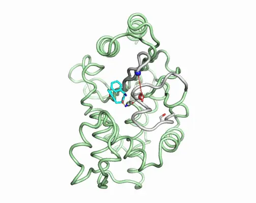 Key figure from Negative epistasis and evolvability in TEM-1 β-lactamase – The thin line between an enzyme’s conformational freedom and disorder