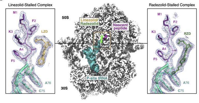 Key figure from Structural basis for context-specific inhibition of translation by oxazolidinone antibiotics