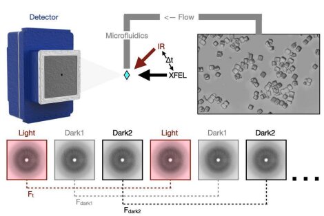 Key figure from Mapping Protein Dynamics at High-Resolution with Temperature-Jump X-ray Crystallography
