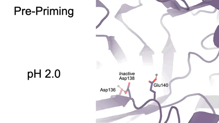 Key figure from Structural characterization of ligand binding and pH-specific enzymatic activity of mouse Acidic Mammalian Chitinase