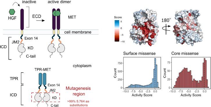 Key figure from Conserved regulatory motifs in the juxtamembrane domain and kinase N-lobe revealed through deep mutational scanning of the MET receptor tyrosine kinase domain