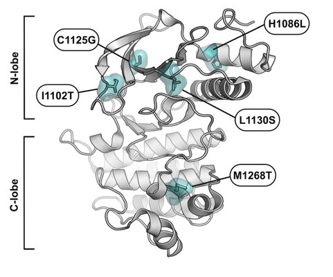Key figure from MET variants with activating N-lobe mutations identified in hereditary papillary renal cell carcinomas still require ligand stimulation