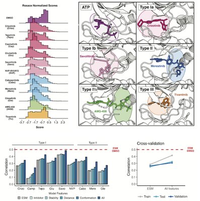 Key figure from Mapping kinase domain resistance mechanisms for the MET receptor tyrosine kinase via deep mutational scanning