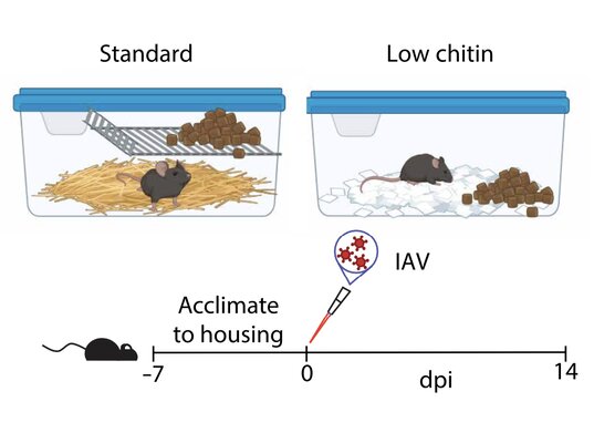 Key figure from An ILC2-chitinase circuit restores lung homeostasis after epithelial injury