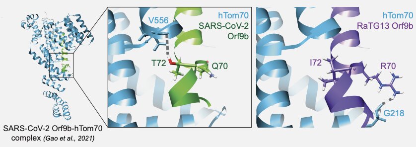 Key figure from Coronavirus protein interaction mapping in bat and human cells reveals network rewiring governing immune evasion and zoonotic potential