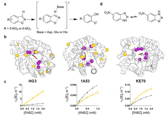 Key figure from Distal mutations enhance catalysis in designed enzymes by facilitating substrate binding and product release