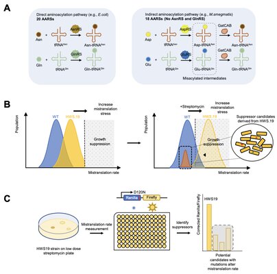 Key figure from Ribosomal RNA methylation by GidB modulates discrimination of mischarged tRNA