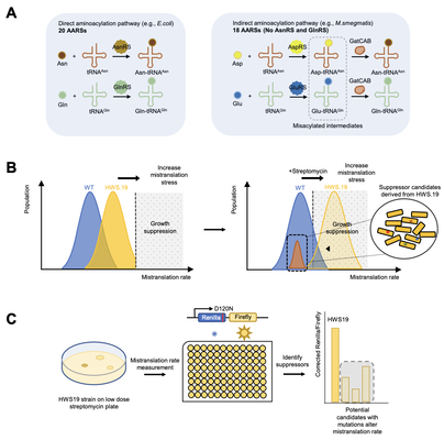 Key figure from Ribosomal RNA methylation by GidB modulates discrimination of mischarged tRNA