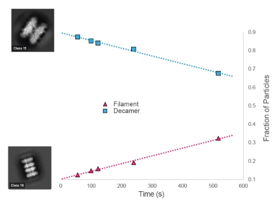 Key figure from Product-stabilized filamentation by human glutamine synthetase allosterically tunes metabolic activity