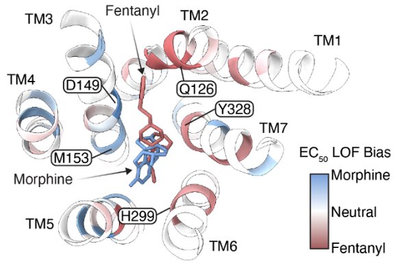 Key figure from Distinct activation mechanisms underlie ligand efficacy at a GPCR