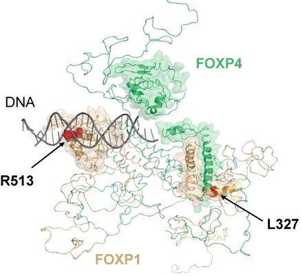 Protein interaction network rewiring in neurodevelopment