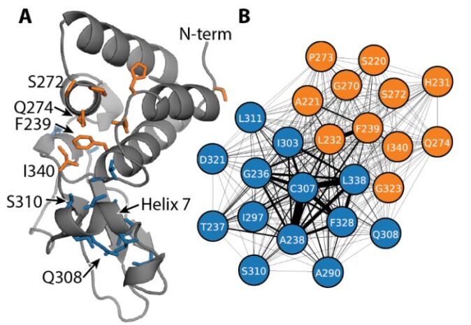 Figure from Discovery of a cryptic allosteric site in Ebola’s ‘undruggable’ VP35 protein using simulations and experiments