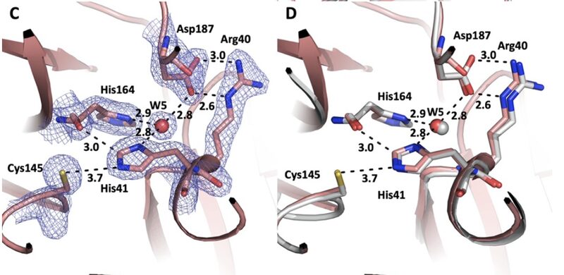 Figure from Near-Physiological-Temperature Serial Femtosecond X-ray Crystallography Reveals Novel Conformations of SARS-CoV-2 Main Protease Active Site for Improved Drug Repurposing