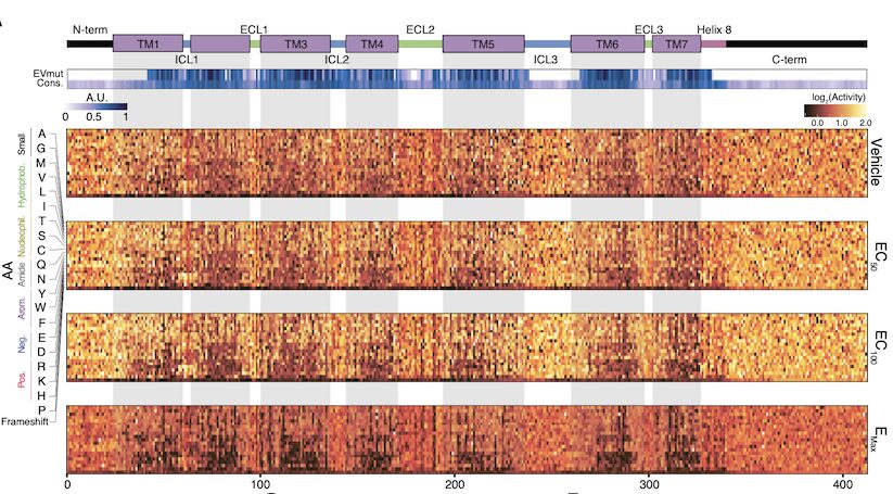 Figure from Structural and Functional Characterization of G Protein-Coupled Receptors with Deep Mutational Scanning