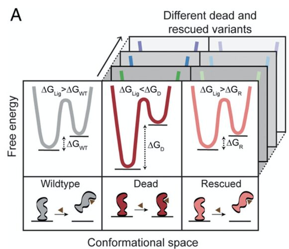 Figure from Functional Plasticity and Evolutionary Adaptation of Allosteric Regulation