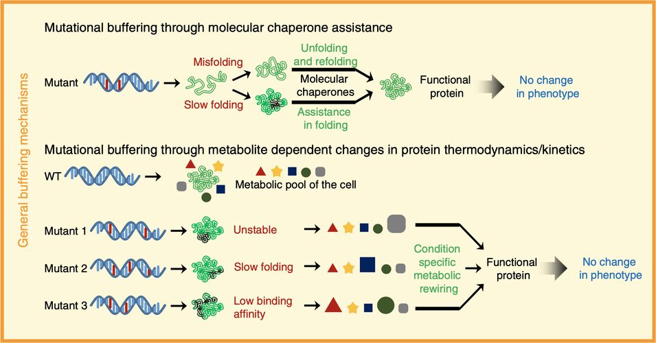 Figure from Distinct metabolic states of a cell guide alternate fates of mutational buffering through altered proteostasis