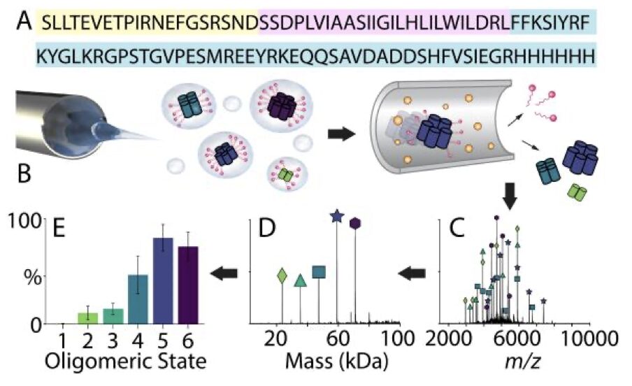 Figure from Influenza A M2 Channel Oligomerization is Sensitive to its Chemical Environment