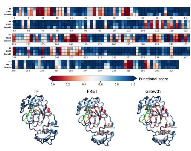 Figure from Comprehensive fitness landscape of SARS-CoV-2 Mpro reveals insights into viral resistance mechanisms