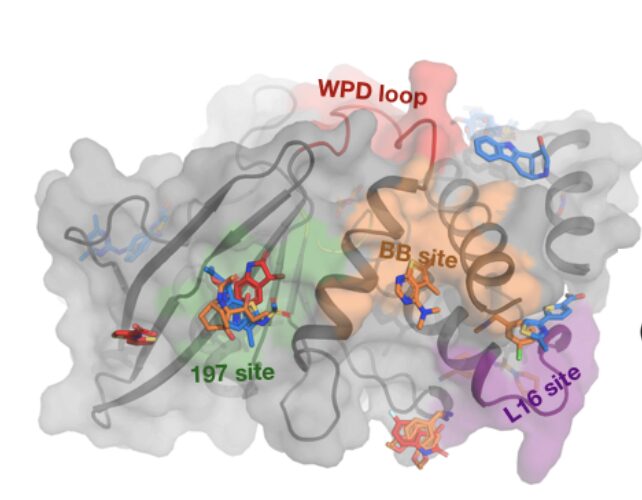 Figure from Room-temperature crystallography reveals altered binding of small-molecule fragments to PTP1B