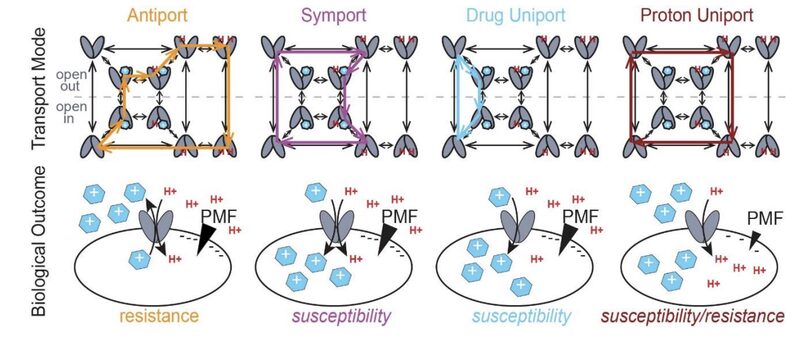 Figure from Activating alternative transport modes in a multidrug resistance efflux pump to confer chemical susceptibility