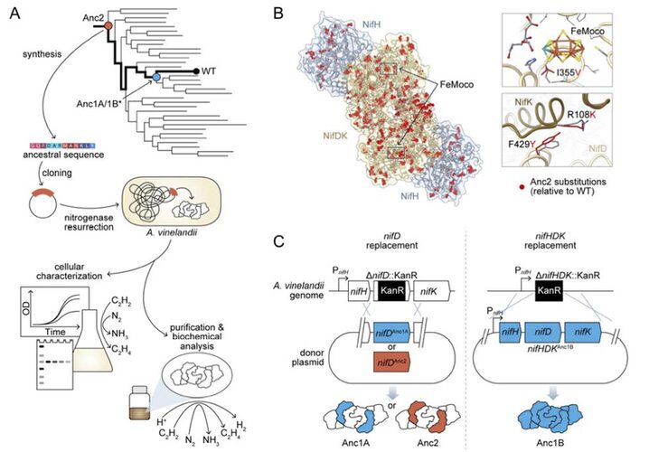 Figure from Nitrogenase resurrection and the evolution of a singular enzymatic mechanism