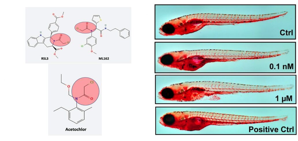 Figure from The Herbicide Acetochlor Causes Lipid Peroxidation by Inhibition of Glutathione Peroxidase 4