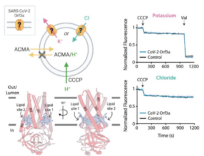 Figure from The SARS-CoV-2 accessory protein Orf3a is not an ion channel, but does interact with trafficking proteins