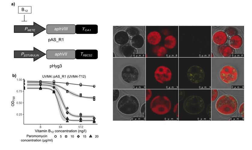 Figure from The conserved protein CBA1 is required for vitamin B12 uptake in different algal lineages