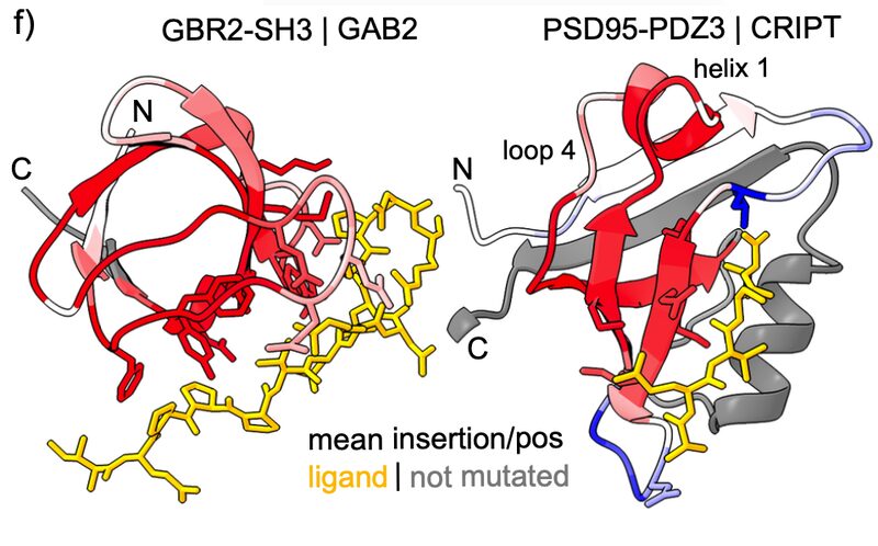 Figure from Deep indel mutagenesis reveals the impact of insertions and deletions on protein stability and function