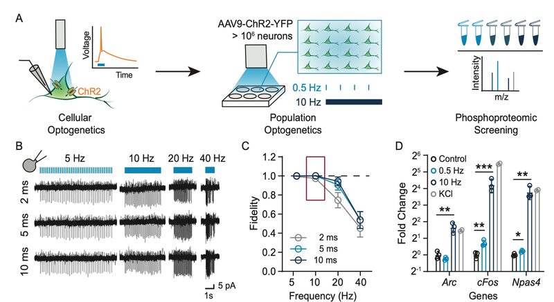 Figure from Phosphorylation of pyruvate dehydrogenase marks the inhibition of in vivo neuronal activity