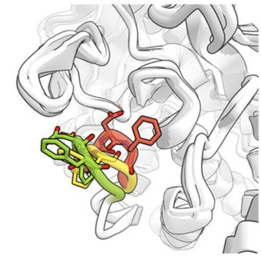 Figure from A conserved local structural motif controls the kinetics of PTP1B catalysis