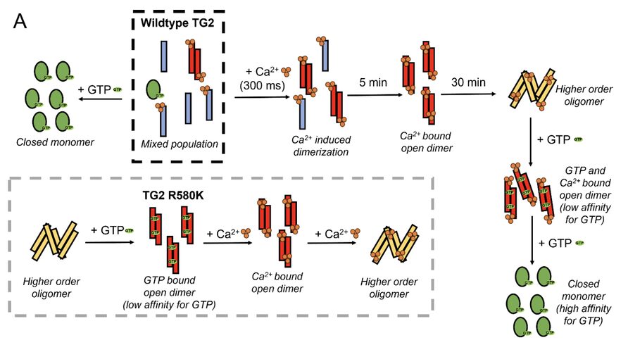 Figure from Heterogeneity in ligand-bound TRPV1: A comparison of methods in cryo-EM and molecular dynamics simulation