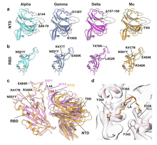 Figure from Virion morphology and on-virus spike protein structures of diverse SARS-CoV-2 variants