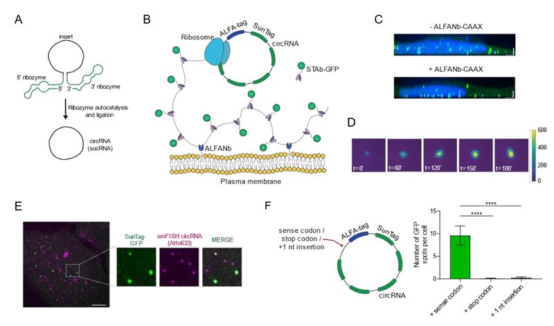 Figure from Dissecting translation elongation dynamics through ultra-long tracking of single ribosomes