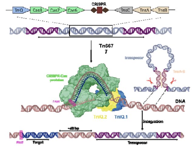 Figure from Unveiling Cas8 Dynamics and Regulation within a transposon-encoded Cascade-TniQ Complex