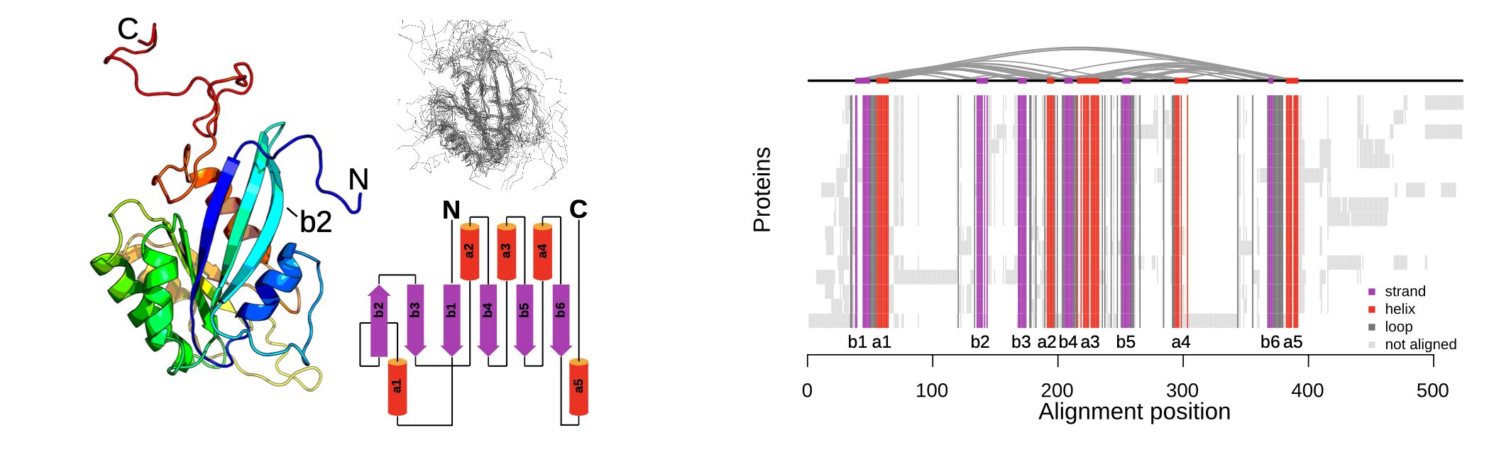 Figure from Heterogeneous folding landscapes and predetermined breaking points within a protein family