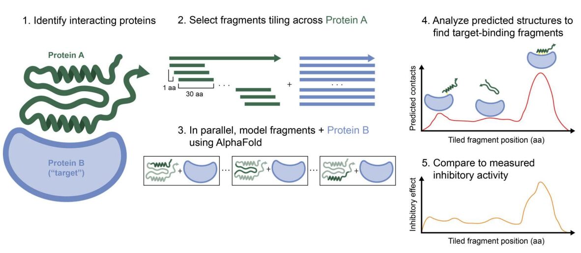 Figure from High-throughput computational discovery of inhibitory protein fragments with AlphaFold