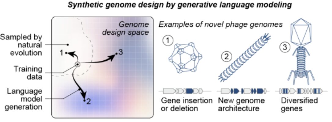 Figure from Generative design of novel bacteriophages with genome language models