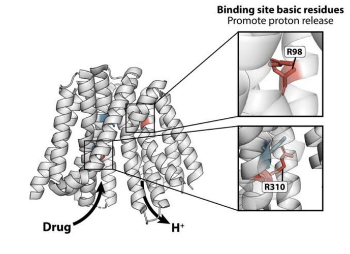 Figure from Energetic and structural control of polyspecificity in a multidrug transporter