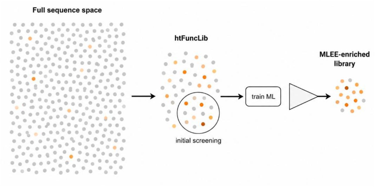 Figure from Combining Stability-Centered Atomistic Design with Machine Learning for Targeted Enzyme Optimization